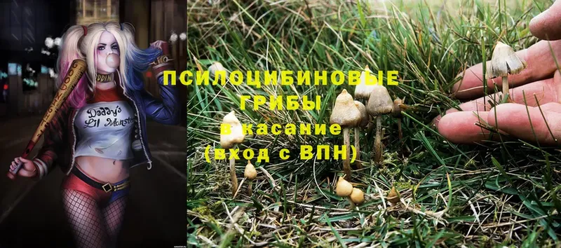 купить  сайты  Зубцов  Псилоцибиновые грибы Psilocybe 